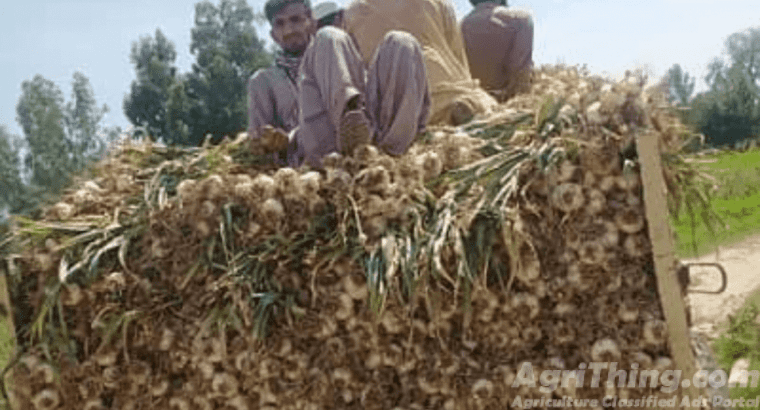 Original Narc G1 Garlic for Sale