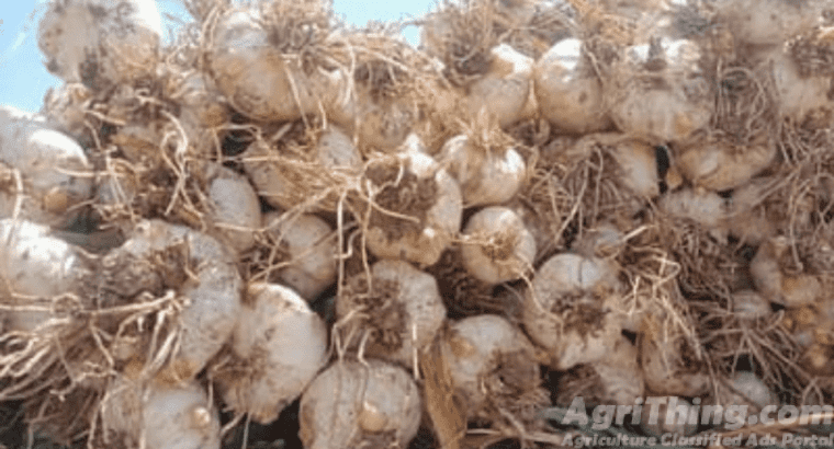 Original Narc G1 Garlic for Sale
