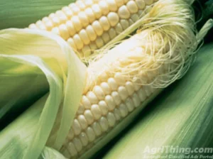 Pak Afgoi Sg – 2002 Certified 20kg Punjab Seed Corporation Fodder Corn Seed Pakafgoi