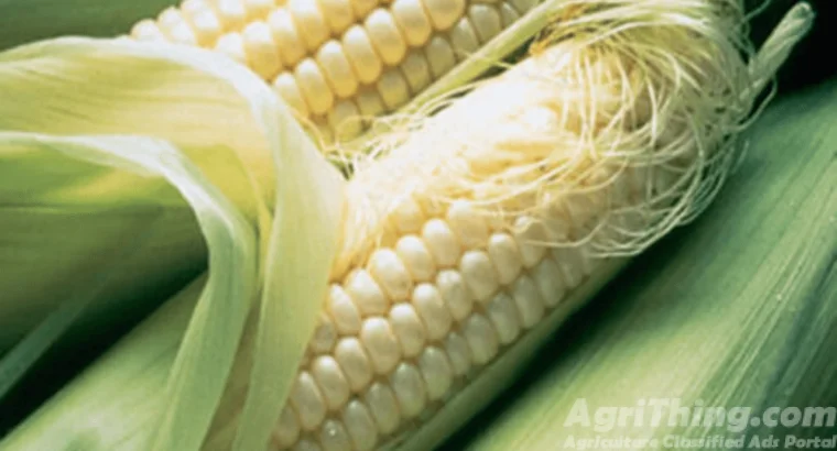 Pak Afgoi Sg – 2002 Certified 20kg Punja...