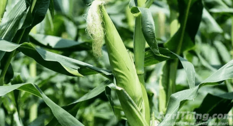 Pak Afgoi Sg – 2002 Certified 20kg Punjab Seed Corporation Fodder Corn Seed Pakafgoi