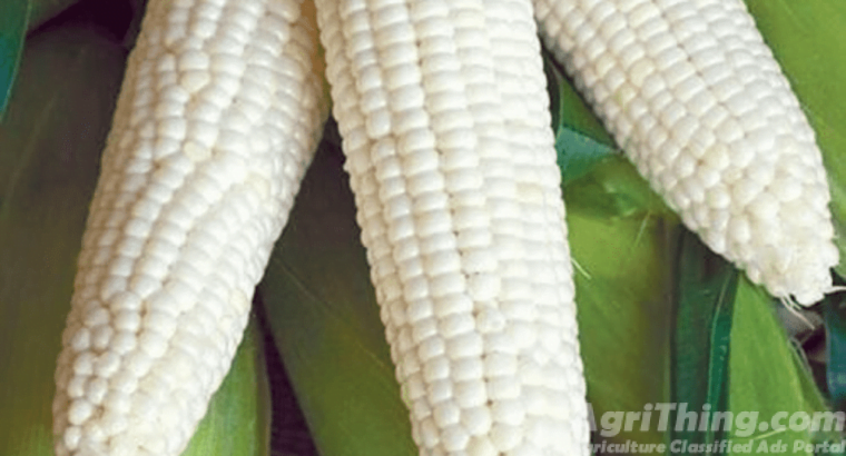 Pak Afgoi Sg – 2002 Certified 20kg Punjab Seed Corporation Fodder Corn Seed Pakafgoi