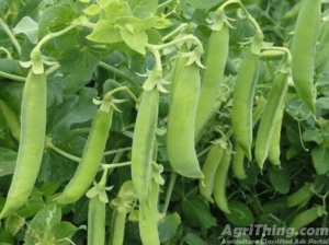 Peas Classic Pak 15kg