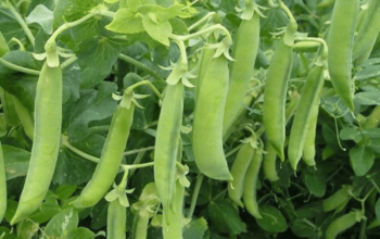 Peas Classic Pak 15kg