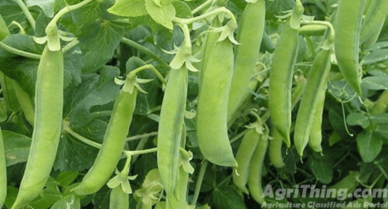 Peas Classic Pak 15kg