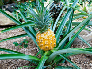 Pineapple Tissue Culture Plant