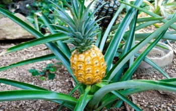 Pineapple Tissue Culture Plant