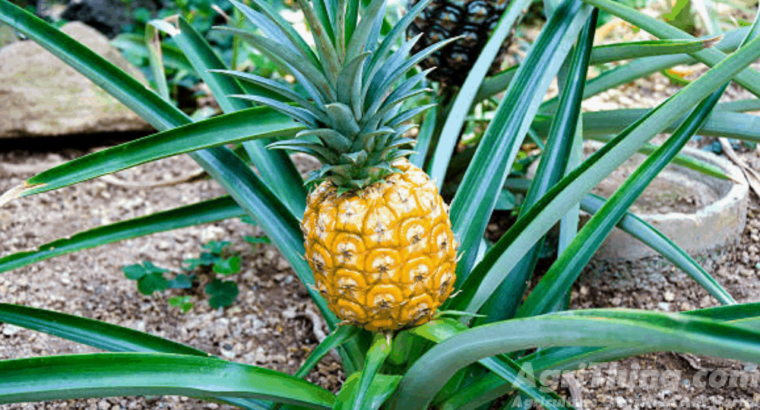 Pineapple Tissue Culture Plant