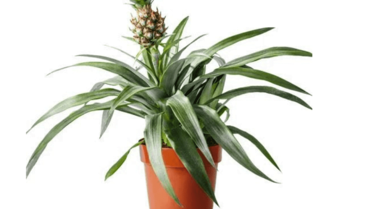 Pineapple Tissue Culture Plant