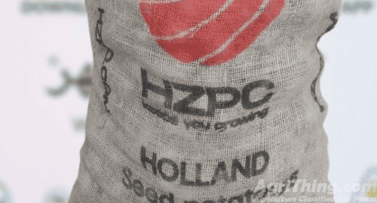 Potao Seed 25kg Hzpc Holland Seed Potato