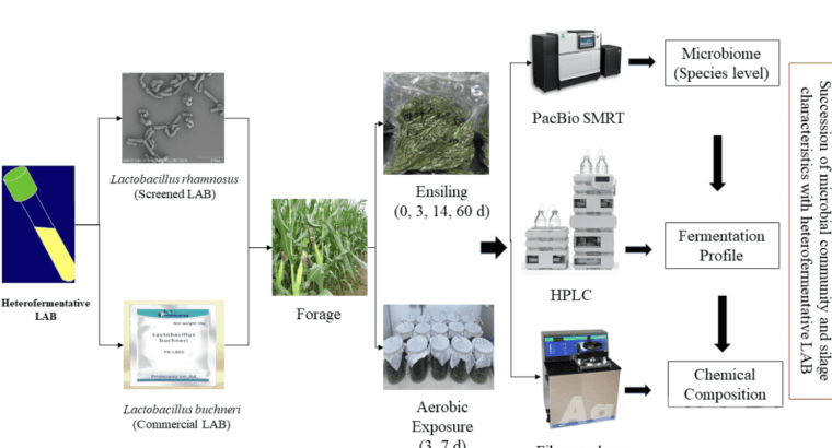 Revolutionize Your Feed with Powerful Corn Silage Fermentation