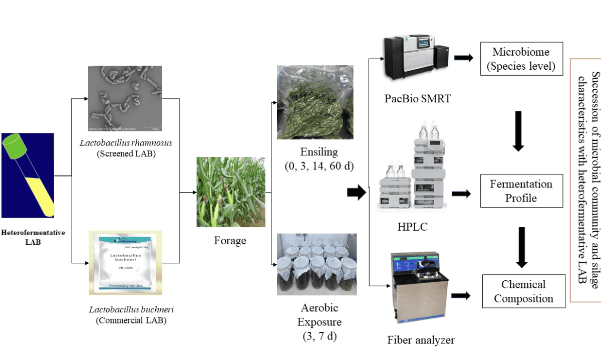 Revolutionize Your Feed with Powerful Corn Silage Fermentation