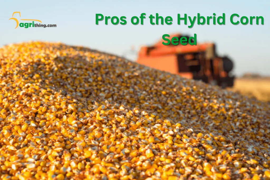 Corn Seed Prices in Pakistan: Affordable Options 1 Pros of the Hybrid Corn Seed