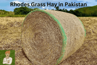 Rhodes Grass Hay