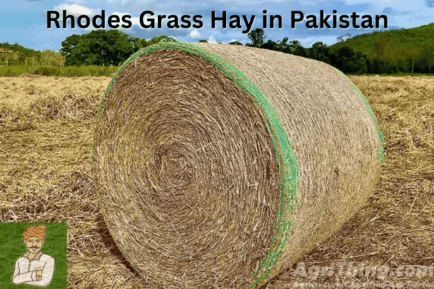 Rhodes Grass Hay