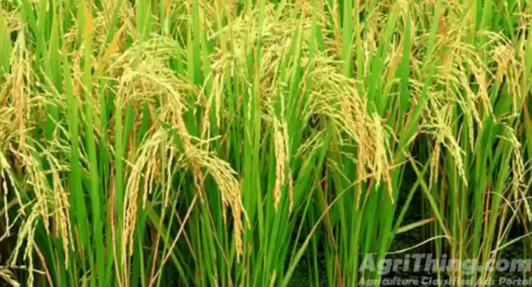 Rice Seed Pusa