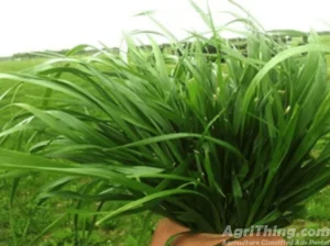 Agriculture Classified Ads - AgriThing.com 6 Rye Grass