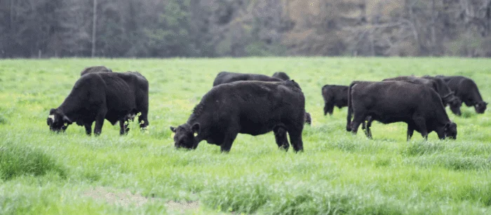 Ryegrass