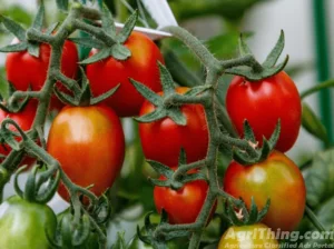 Sahel Tomato Hybrid F1 Seed 1000 Seeds Syngenta Pakistan Limited Treated With Fludioxonil Imported N