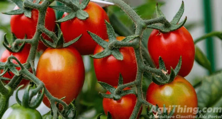 Sahel Tomato Hybrid F1 Seed 1000 Seeds S...