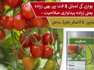 Sahel Tomato Hybrid F1 Seed 1000 Seeds Syngenta Pakistan Limited Treated With Fludioxonil Imported N