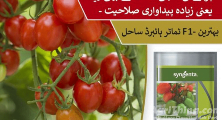 Sahel Tomato Hybrid F1 Seed 1000 Seeds Syngenta Pakistan Limited Treated With Fludioxonil Imported N