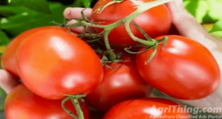 Sahel Tomato Hybrid F1 Seed 1000 Seeds Syngenta Pakistan Limited Treated With Fludioxonil Imported N