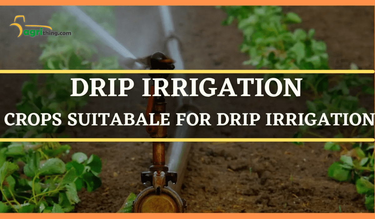 Experience The Benefits Of Drip Irrigation For Healthy Plants ...