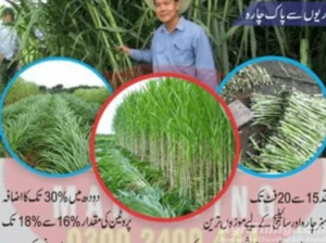 Super Napier Grass CO5