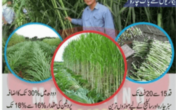 Super Napier Grass CO5