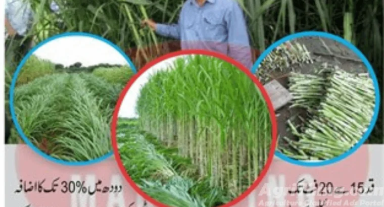 Super Napier Grass CO5