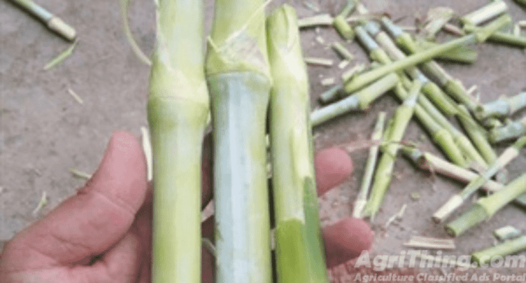 Super Napier Grass CO5