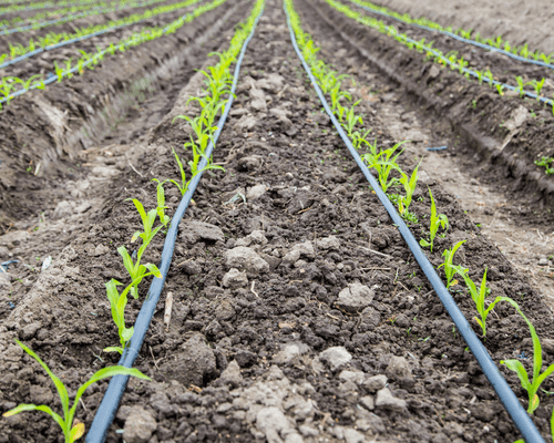 Surface Drip Irrigation