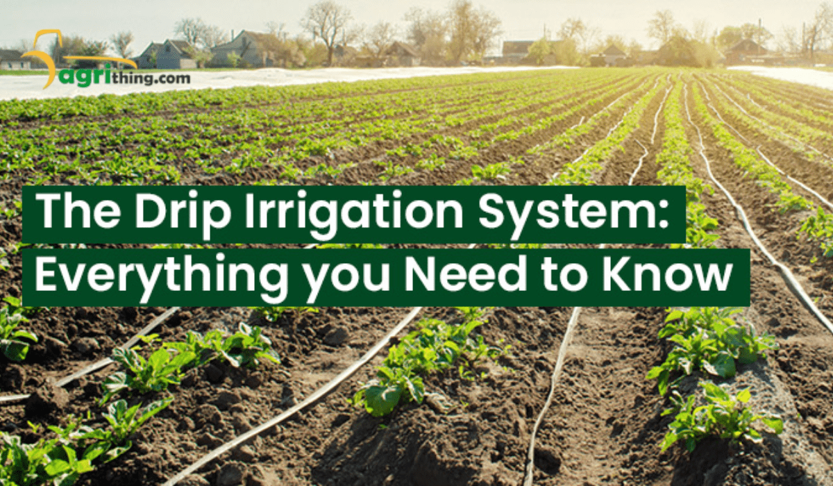 Effortless Gardening: Exploring Drip Irrigation Advantages - AgriThing.com