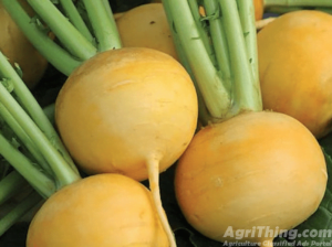 Turnip Yellow seeds