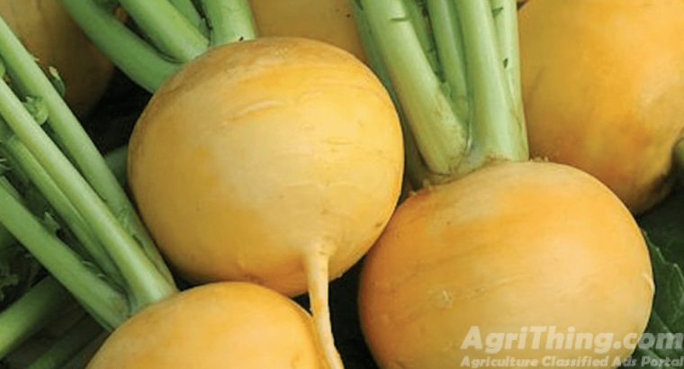 Turnip Yellow seeds