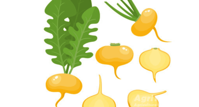 Turnip Yellow seeds