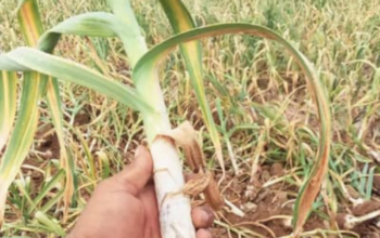 top-quality G1 Garlic seeds