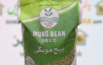 Moong Seed