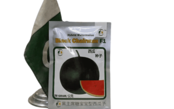 Watermelon Black Chairman 50g Seeds F1 Hybrid Imported Tarbooz Beej