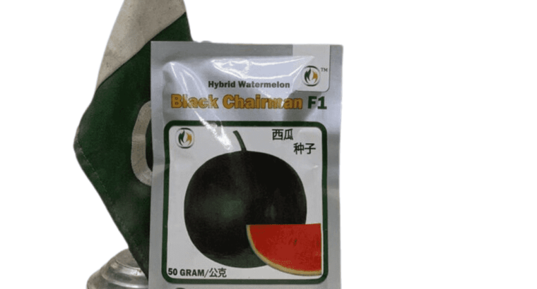 Watermelon Black Chairman 50g Seeds F1 Hybrid Imported Tarbooz Beej
