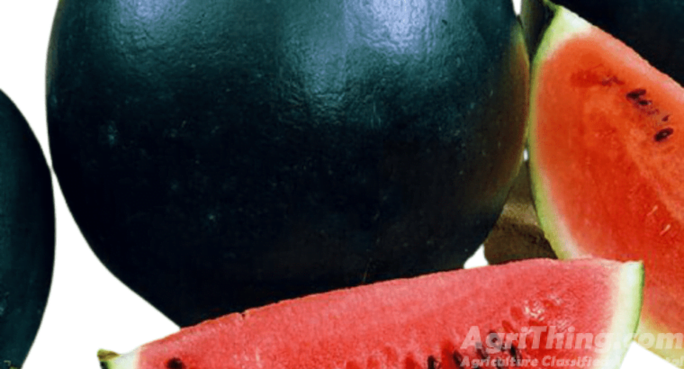 Watermelon Black Chairman 50g Seeds F1 Hybrid Imported Tarbooz Beej