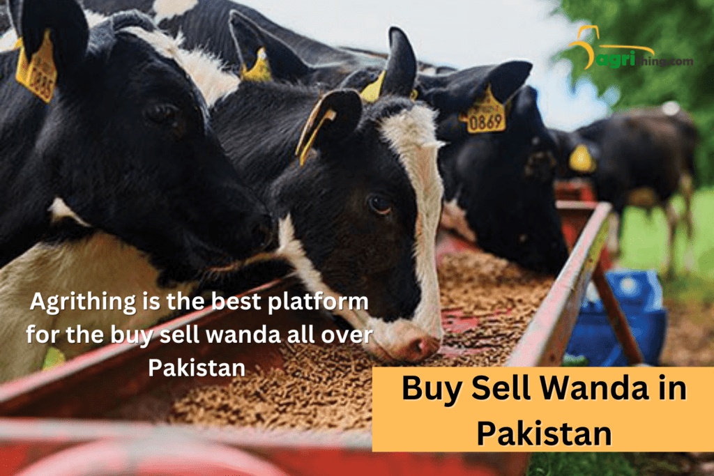 Wanda Price in Pakistan 2 wanda resale value