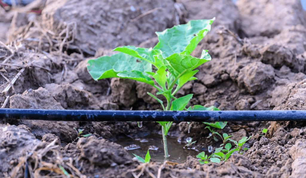 Efficient Water Conservation Tips: Empower Your Impact 7 conservation methods for landscaping