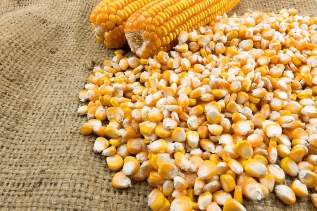 Corn Seed Prices in Pakistan: Affordable Options 4 corn seed