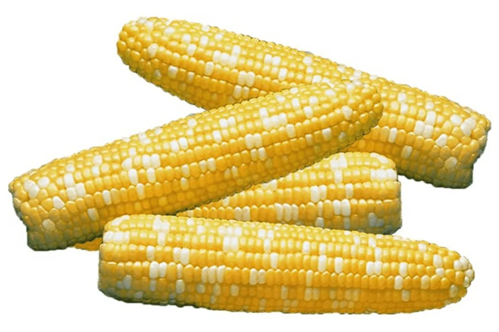 Corn Seed Prices in Pakistan: Affordable Options 3 corn seed prices in pakistan