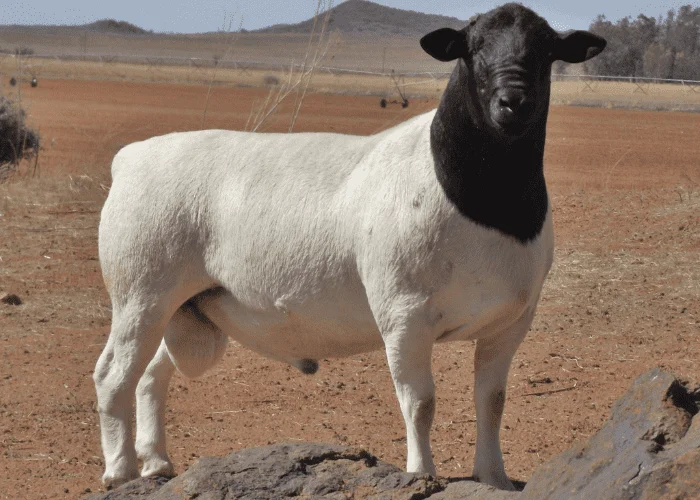 Sheep Breed in Pakistan: A Comprehensive Guide 7 dorper variety