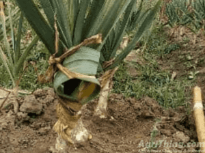 Agriculture Classified Ads - AgriThing.com 16 dry seed G1