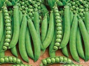 Pea Seed