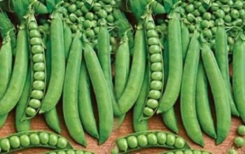 Pea Seed